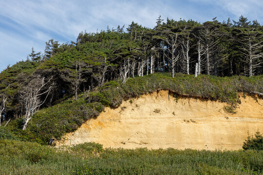 Close view of an eroded golden sandstone bluff crowned by salt-pruned evergreens and bleached snags at Copalis Beach, Washington, on a sunny summer afternoon.
