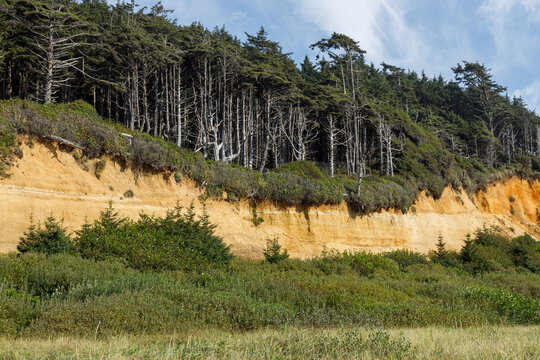 Horizontal band of golden sandstone cliff beneath a coastal ghost forest of bare white snags at Copalis Beach, Washington, with young spruce and dune grass below.
