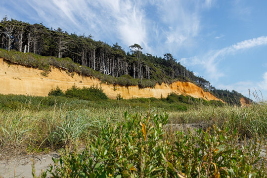 Low-angle view through beach shrubs and dune grass toward a receding orange sandstone bluff and windswept forest at Copalis Beach, Washington, under streaky cirrus clouds.
