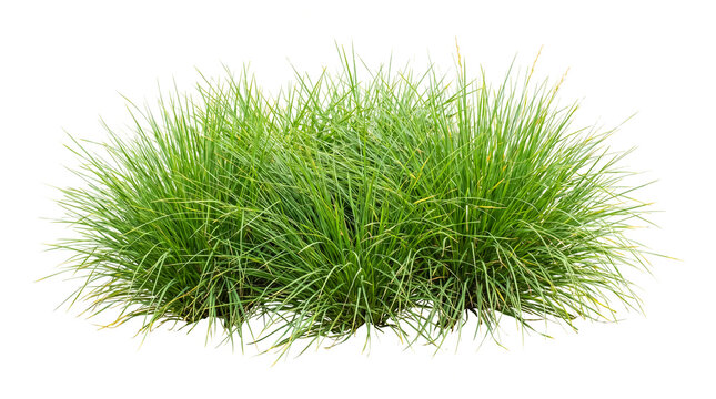 Lush Green Grass Clump Cutout Isolated on Transparent Background for Landscape Design and Architecture