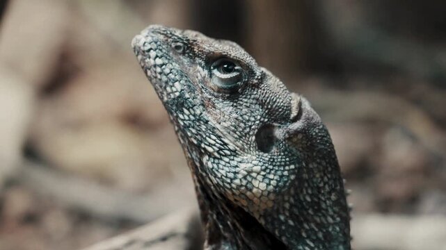 Close up of a frilled lizard head in forest
