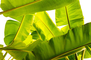 Obraz premium Fresh Green Banana Leaves Isolated on Transparent Background