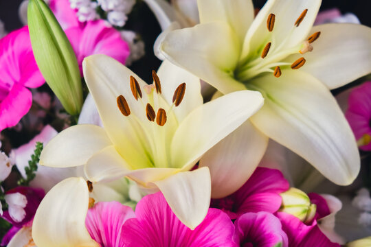 Blooming white lily flower with visible stamens and fresh green bud surrounded by colorful blossoms. Close-up view emphasizes delicate petals, pollen details, and natural botanical textures in soft