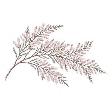 Delicate Pink Tamarix Branch with Tiny Blossoms on White Background tamarisk pink flowers