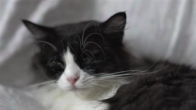 Black-and-white longhair cat grooming its fur with tongue while resting on soft bedding