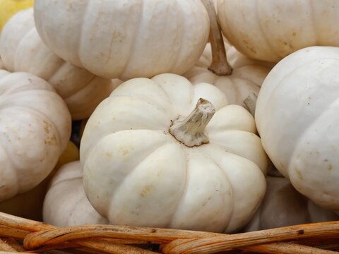calabazas halloween