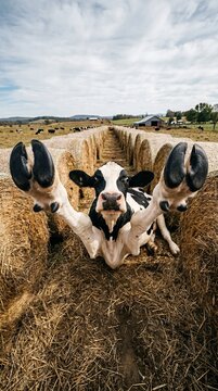 Black White Cow Reaching Hooves Forward Among Round Straw Bales
