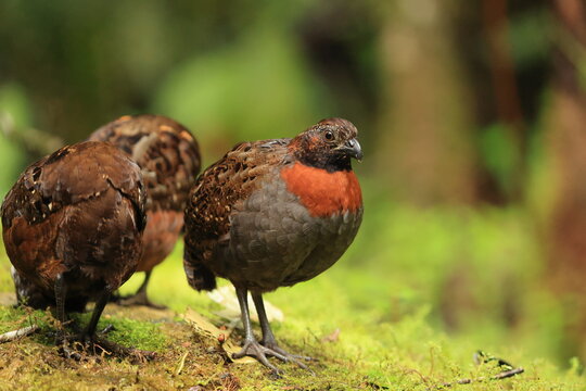 The rufous-breasted wood quail (Odontophorus speciosus speciosus) is a species of bird in the family Odontophoridae.  This photo was taken in North Peru.