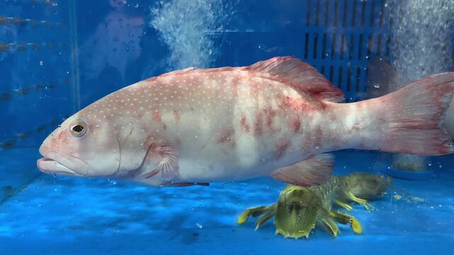 Fresh pink-spotted grouper and mantis shrimp together in blue aquaculture tank for seafood market display
