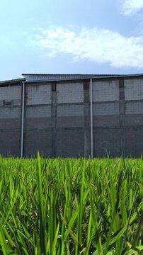 Expansive field of lush green rice plants (Oryza sativa) growing vigorously across agricultural farmland, showcasing healthy vegetation, traditional rice cultivation, and the vibrant landscape of a tr