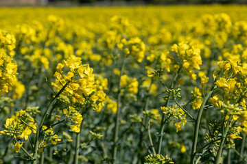 Fototapeta premium Vibrant yellow canola blooms cover a sprawling rapeseed field, creating a sunny spring landscape.