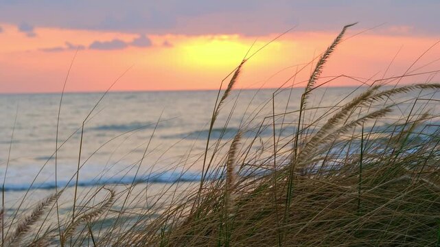 Footage scenic closeup view of wild grass plumes swaying gently against a soft pastel sunset or sunrise sky at sea, concept nature, peace, romance, and tranquility
