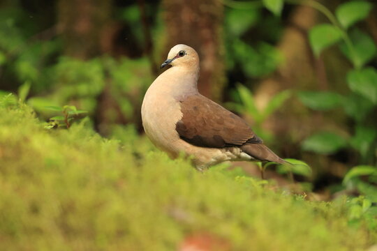 The grey-fronted dove (Leptotila rufaxilla dubusi) is a large New World tropical dove. This photo was taken in North Peru.