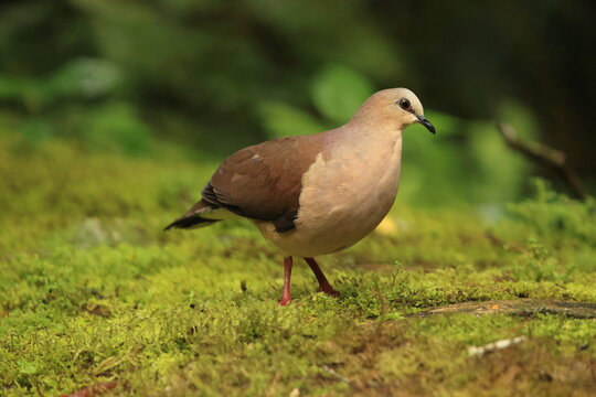 The grey-fronted dove (Leptotila rufaxilla dubusi) is a large New World tropical dove. This photo was taken in North Peru.