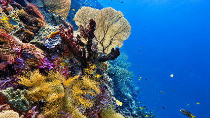 Vibrant Tropical Coral Reef Underwater in Clear Blue Ocean © aldo