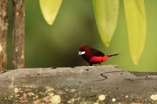 Huallaga tanager (Ramphocelus melanogaster) or black-bellied tanager is a species of bird in the family Thraupidae, the tanagers and allies. It is endemic to Peru.