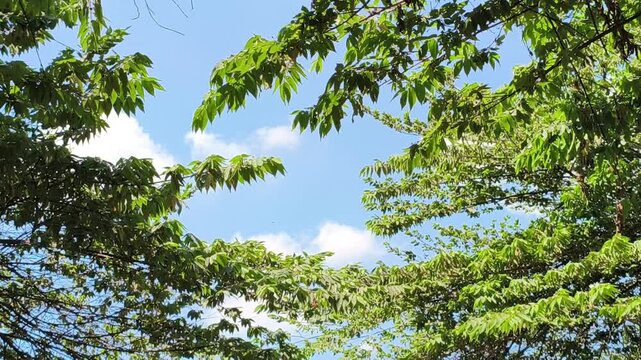 Lush and dense canopy of a banyan tree providing natural shade, with abundant green foliage creating a cool, peaceful atmosphere and highlighting the beauty of tropical greenery and mature trees.