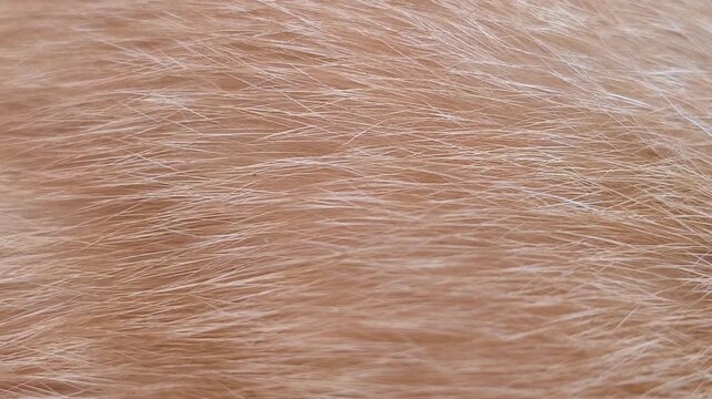 Close-up pattern of orange cat fur showing natural stripes, fine hair texture, and warm variations in color, creating a detailed organic animal texture suitable for pet, wildlife, and natural backgrou