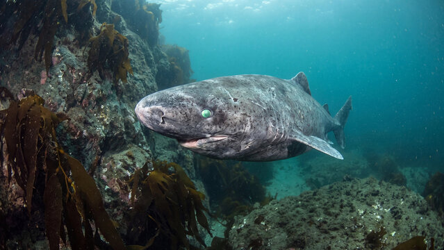 Greenland shark swimming gracefully through cold blue water featuring bright green glowing parasitic copepod eye infection