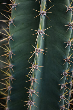 Close Up of Green Cactus with Sharp Spines