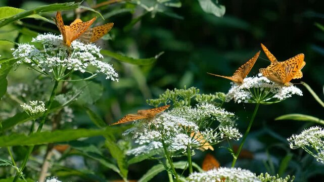 Video of Argynnis butterflies sit on ground elder or Aegopodium podagraria flowers.