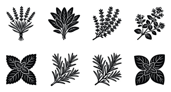 Herbal plants collection set of botanical icons with black silhouettes on white background