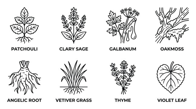 Herbal perfumery ingredients line icons set of patchouli clary sage and thyme