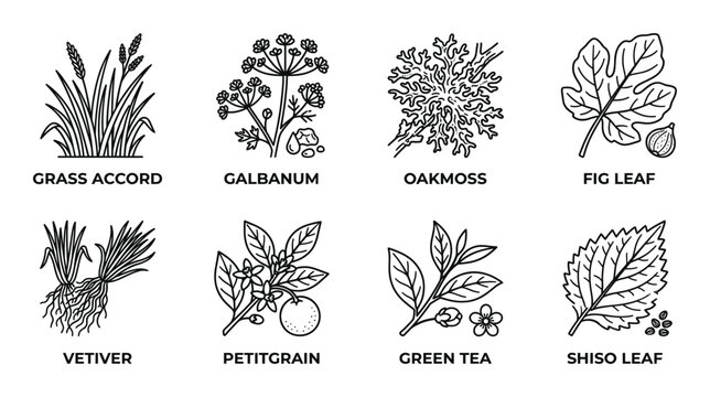 Natural green fragrance ingredients outline icons set, grass accord vetiver petitgrain fig leaf