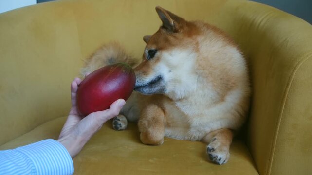 Cute shiba inu dog cautiously sniffing red mango offered person hand, sitting comfortably in cozy yellow armchair, curious about exotic tropical fruit. Curious shiba inu dog sniffing ripe mango fruit