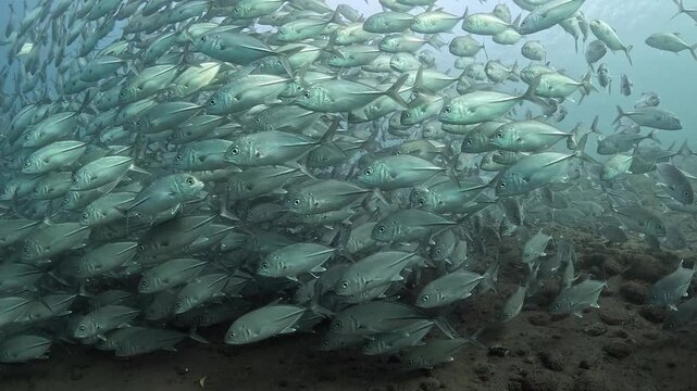 Bigeye trevally (Caranx sexfasciatus) forming a dramatic schooling tornado in open water near Tulamben, Bali. 4K UHD slow-motion underwater footage