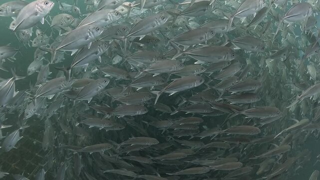 Bigeye trevally (Caranx sexfasciatus) forming a dramatic schooling tornado in open water near Tulamben, Bali. 4K UHD slow-motion underwater footage