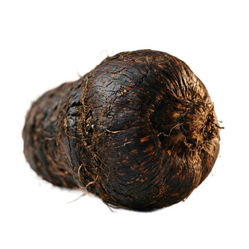 Premium black Lepidium meyenii root isolated on a transparent background highlighting detailed texture and natural shape