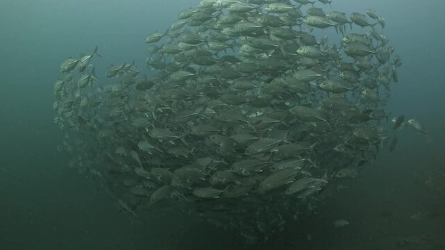 Bigeye trevally (Caranx sexfasciatus) forming a dramatic schooling tornado in open water near Tulamben, Bali. 4K UHD slow-motion underwater footage