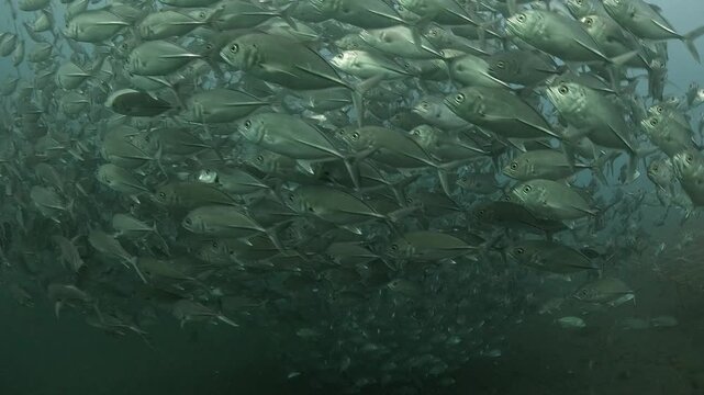 Bigeye trevally (Caranx sexfasciatus) forming a dramatic schooling tornado in open water near Tulamben, Bali. 4K UHD slow-motion underwater footage
