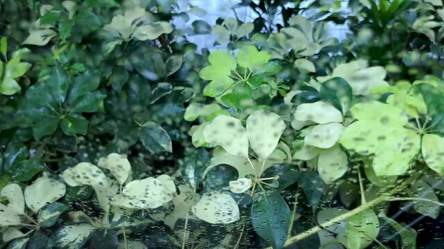 rain-dappled window pane at variegated umbrella plant Schefflera leaves swaying in gentle garden breeze outdoors. Clear raindrops cling to glass blurring lush green and yellow foliage
