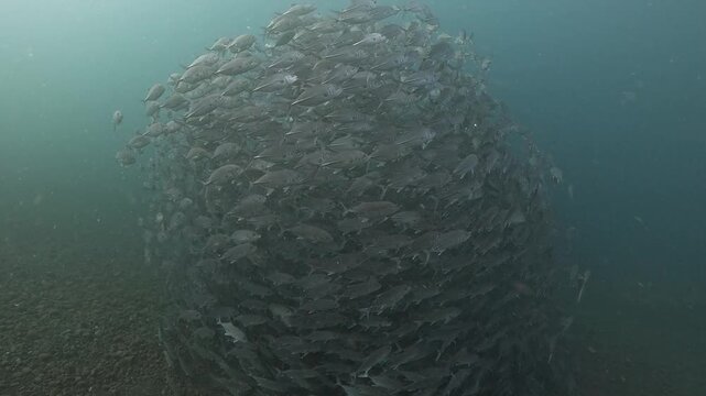 Bigeye trevally (Caranx sexfasciatus) forming a dramatic schooling tornado in open water near Tulamben, Bali. 4K UHD slow-motion underwater footage