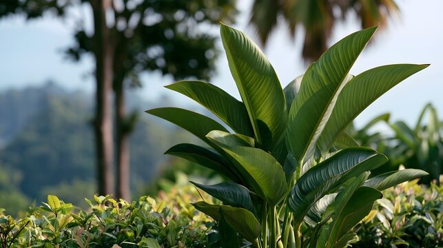 Tropical green leaves stand tall against a softly blurred forest and sky background  showcasing natural vibrancy and serene depth