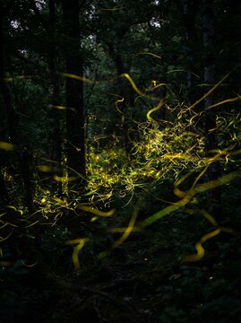 Magical forest at night with glowing fireflies illuminating the dark woods.