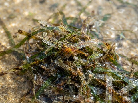 Tiny shrimp camouflaged amongst aquatic plants in shallow water.