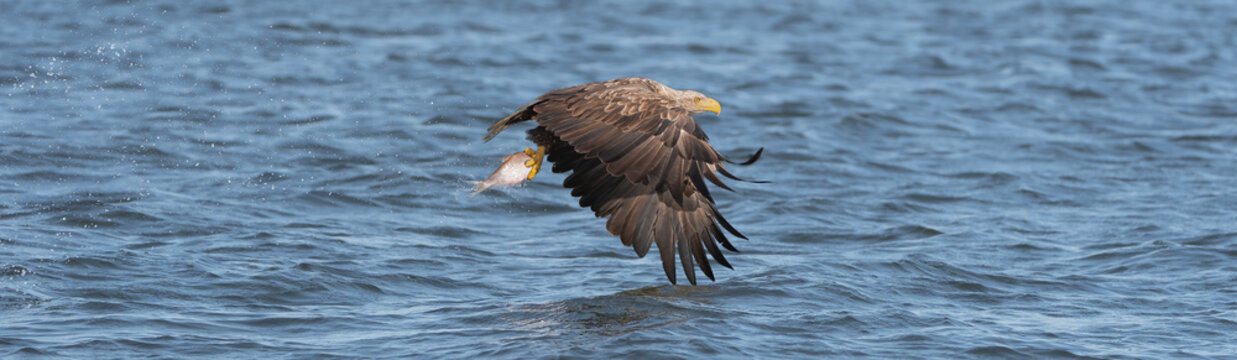 White-tailed eagle (Haliaeetus albicilla) flying low over water with a freshly caught fish in its talons in Szczecin Lagoon. Dynamic wildlife stock photo of a successful hunt.