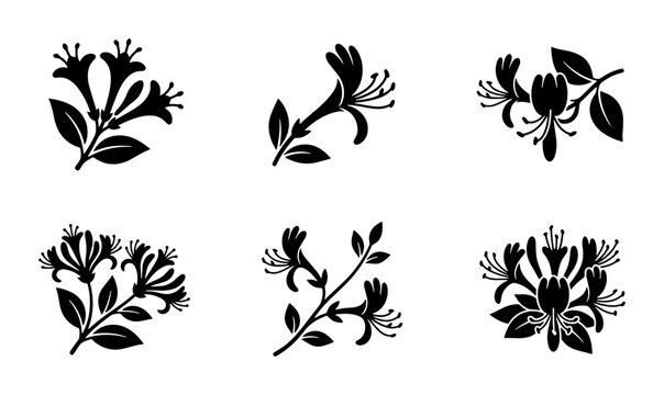 Honeysuckle flower icons set with blooming petals and leaves for botanical design