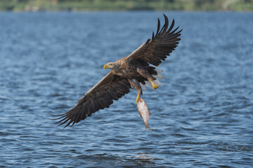 White-tailed eagle (Haliaeetus albicilla) flies low over blue water, carrying a freshly caught fish in its talons at Szczecin Lagoon, Poland. Dynamic wildlife stock photography. © PIOTR