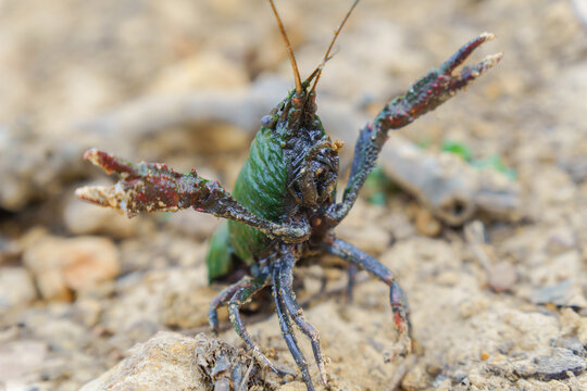 Crayfish in defensive stance on sandy shore, claws raised and antennae alert, ready to protect against perceived threat