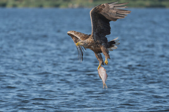 White-tailed eagle (Haliaeetus albicilla) flying with a freshly caught fish over Szczecin Lagoon, Poland. Wildlife raptor hunting in action stock photo.