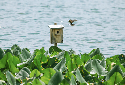 A small swallow bird flying towards a wooden birdhouse installed over a pond surrounded by water lilies.