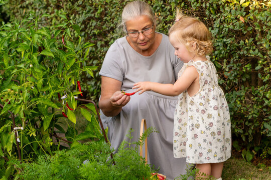 Girl Touching Fresh Red Chili Held By Grandmother