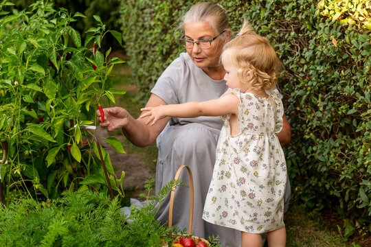 Grandmother Showing Granddaughter Ripe Chili Pepper In Garden