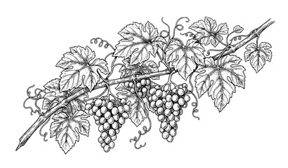 Obraz premium Monochrome Vintage Grape Vine with Ripe Grape Clusters and Detailed Leaves Botanical Vector