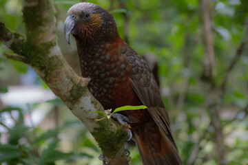 Obraz premium Kākā Looking Down