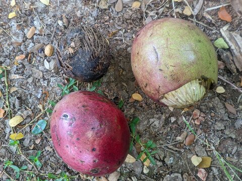 Bintaro or Cerbera manghas / odollam in the grass